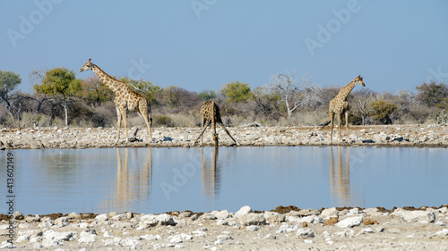 Three giraffes at a waterhole with one drinking  in Etosha National Park  Namibia.