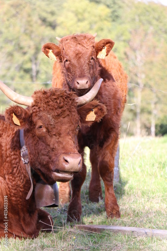 Les vaches de Salers (Auvergne)