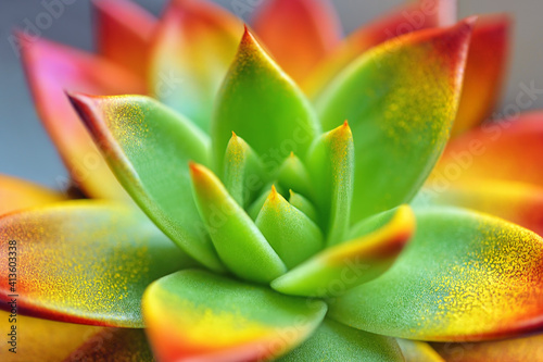 Close up macro of amazing colourful
Succulent plant, Echeveria Miranda as a background