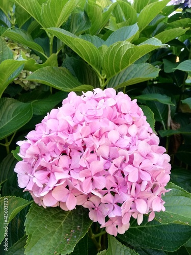 pink hydrangea flowers