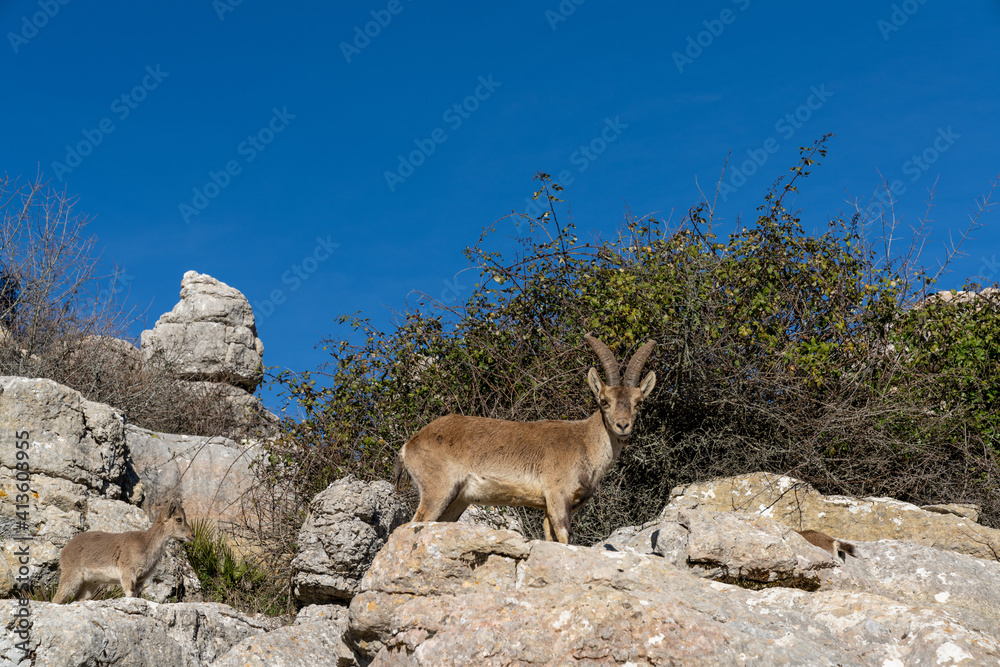 Iberian wild mountain goats in the El Torcal Nature Park in Andalusia Iberian wild mountain goats in the El Torcal Nature Park in Andalusia