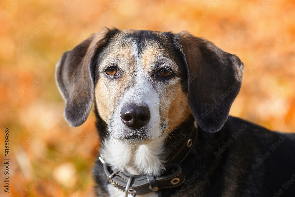 portrait of a young dog in autumn on yellow fallen leaves portrait of a young dog in autumn on yellow fallen leaves