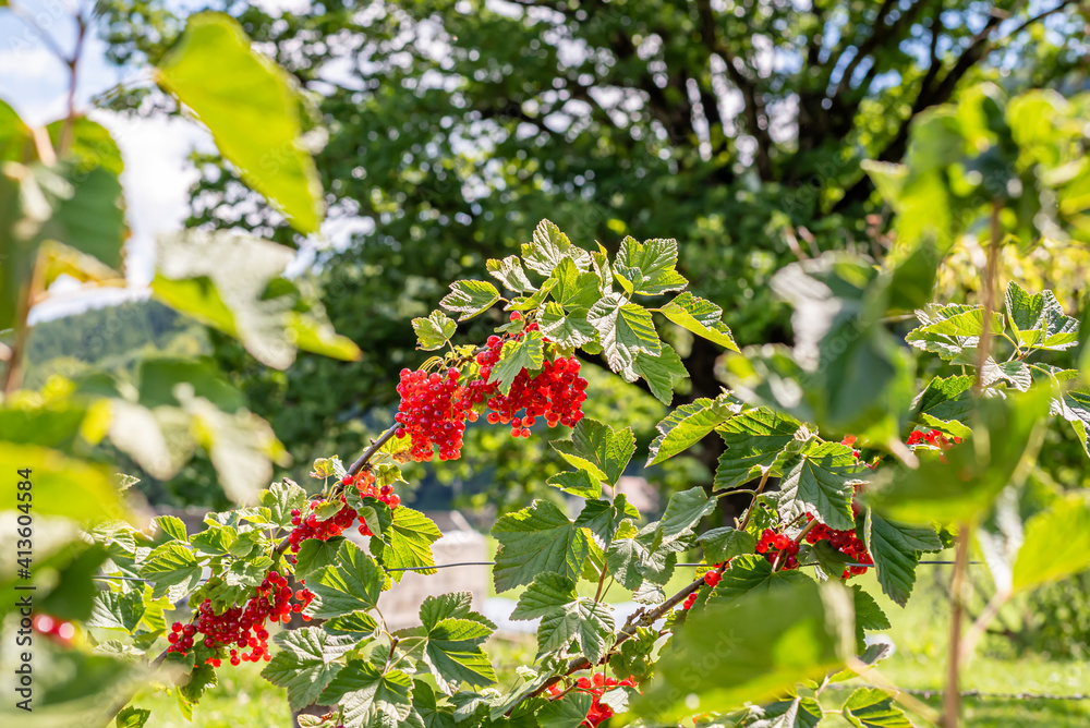 Fototapeta premium Redcurrant. Red currant berries on the green branches in a sunny day. Ribes rubrum. Healthy fruit. Vevey, Switzerland.