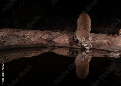 Photography A wild mountain lion getting a drink of water at a shallow pool in red sandstone with it's tongue lapping and it's gaze off to the right