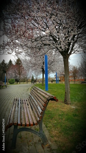 bench in the park