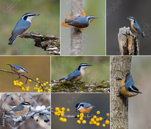 Collection of 8 Images of Red-breasted Nuthatch photo