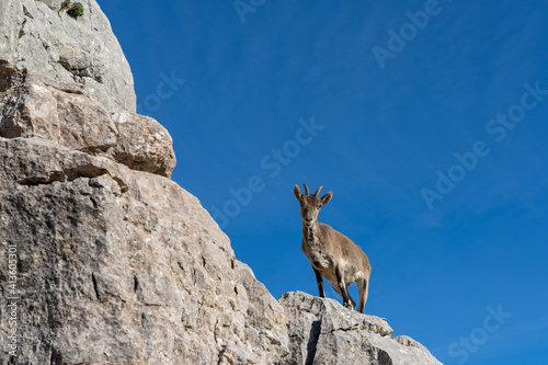 a young Iberian wild mountain goat perched on a high rocky promontory under a clear blue sky