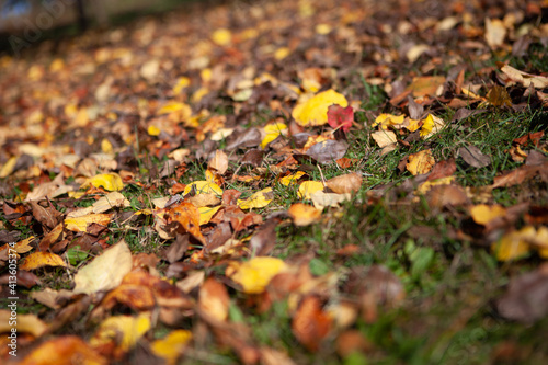 fallen autumn leaves