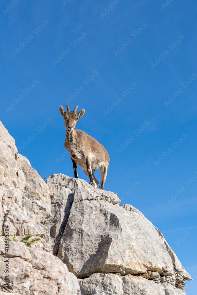a young Iberian wild mountain goat perched on a high rocky promontory under a clear blue sky a young Iberian wild mountain goat perched on a high rocky promontory under a clear blue sky