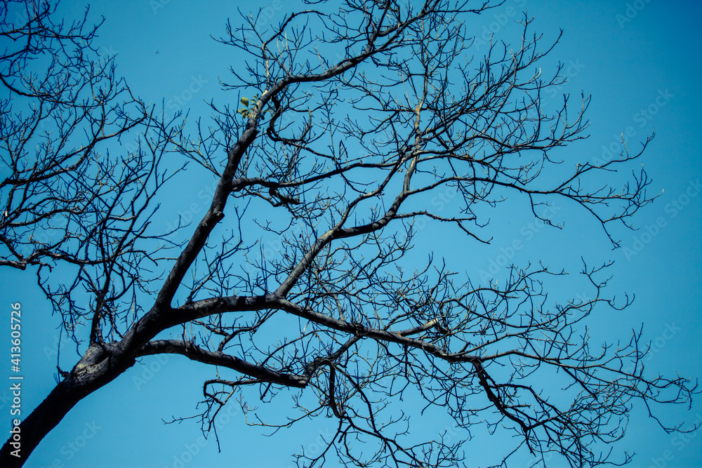 tree branches against blue sky tree branches against blue sky