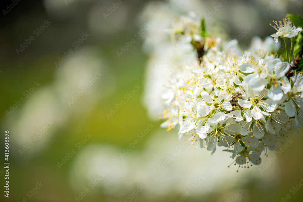 Orchard blossom