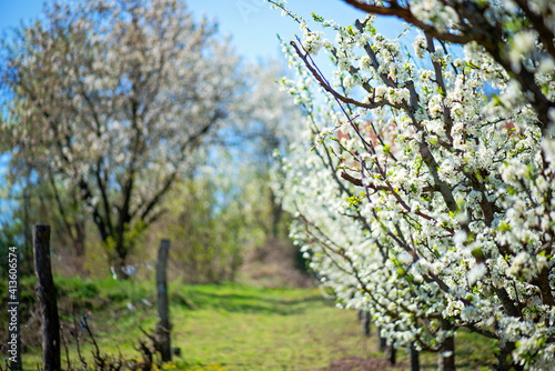 Orchard blossom