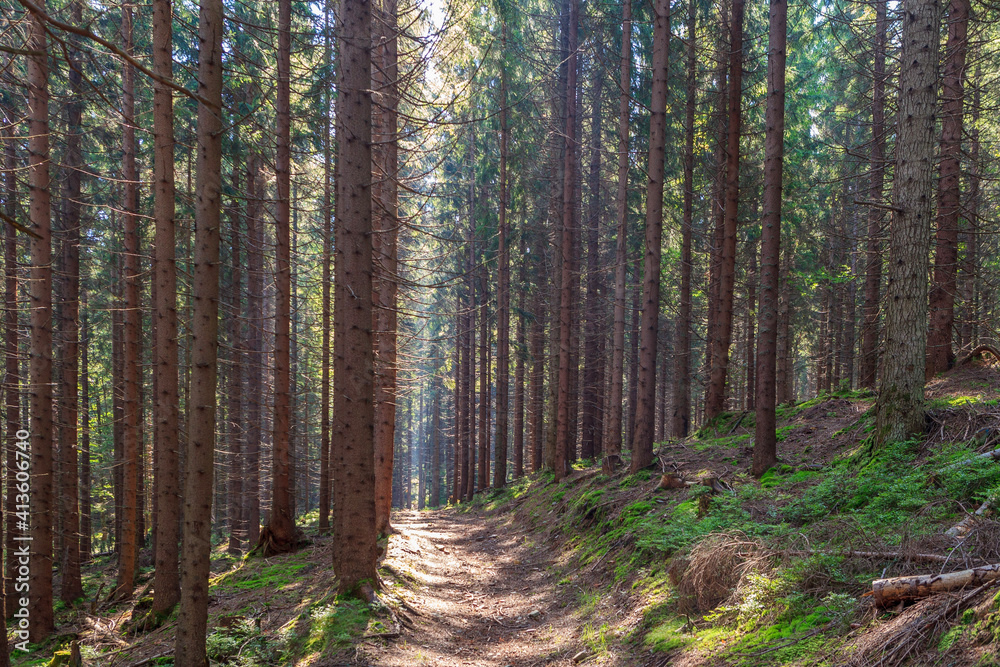 Obraz premium footpath in the woods