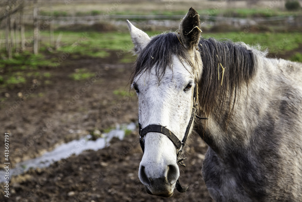 Obraz premium Horse in stable