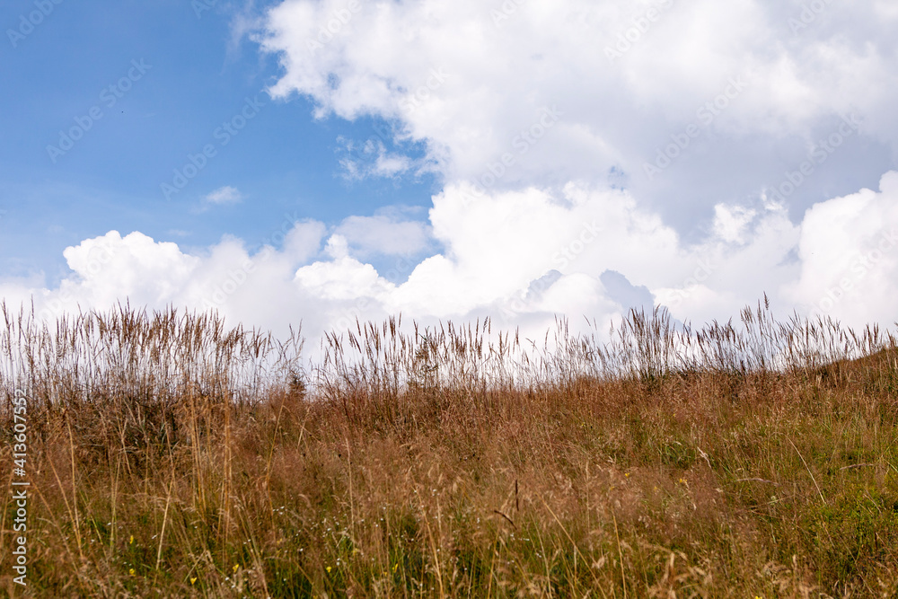grass and sky grass and sky