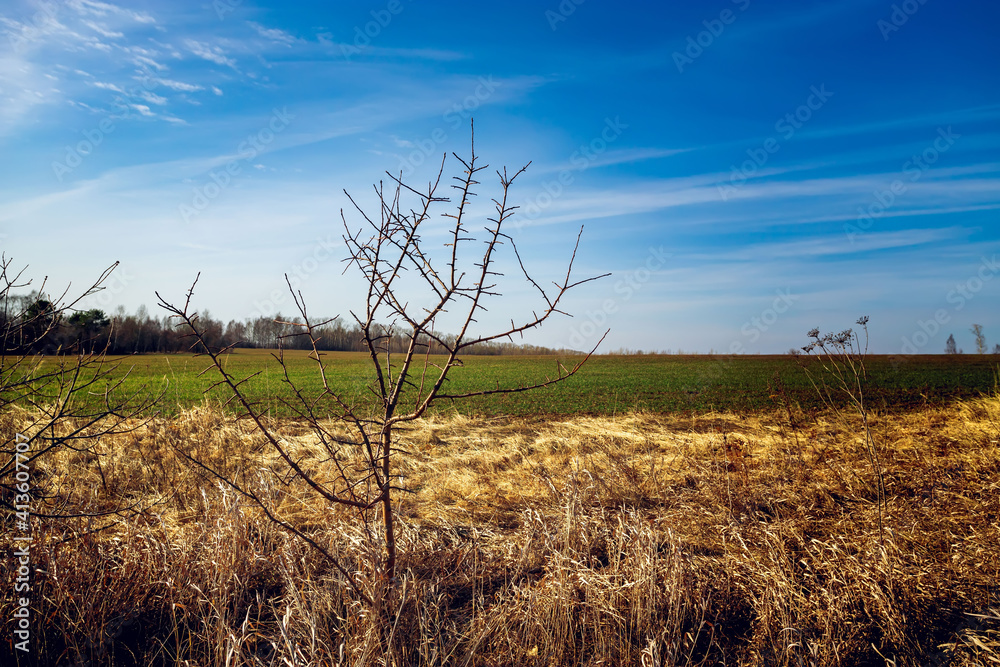 Obraz premium A dry tree lies in dry grass. Changing of the climate. Drought.