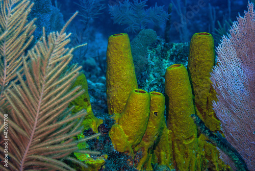 Colorful yellow tube sponges in caribbean sea