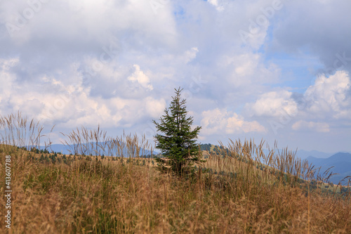 grass and sky
