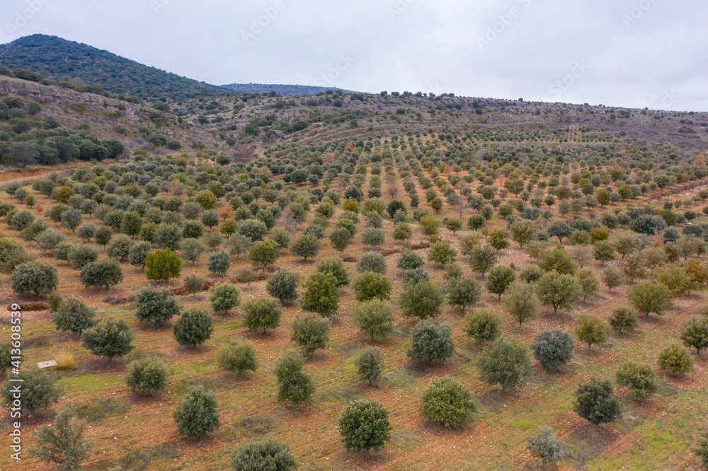 aerial view of holm oak forest where there are truffles in Soria Spain