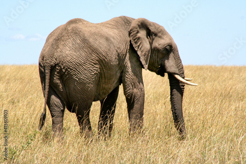 big elephant masai mara