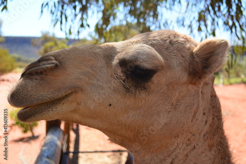 portrait of a camel