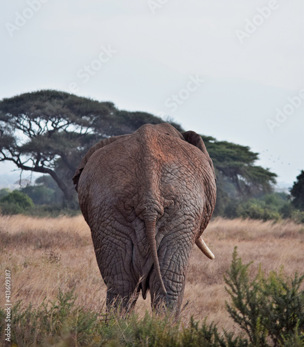 Elephant seen from behind in Masai Mara  Kenya  Africa