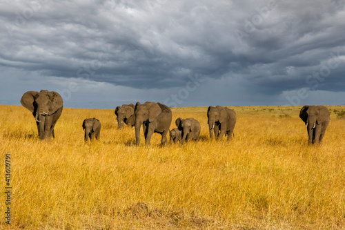 masai mara kenya elephant