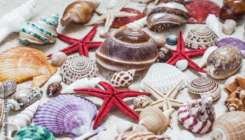 A large number of shells of different shapes and colors and starfish.