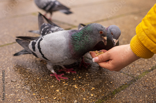 feeding the pigeons