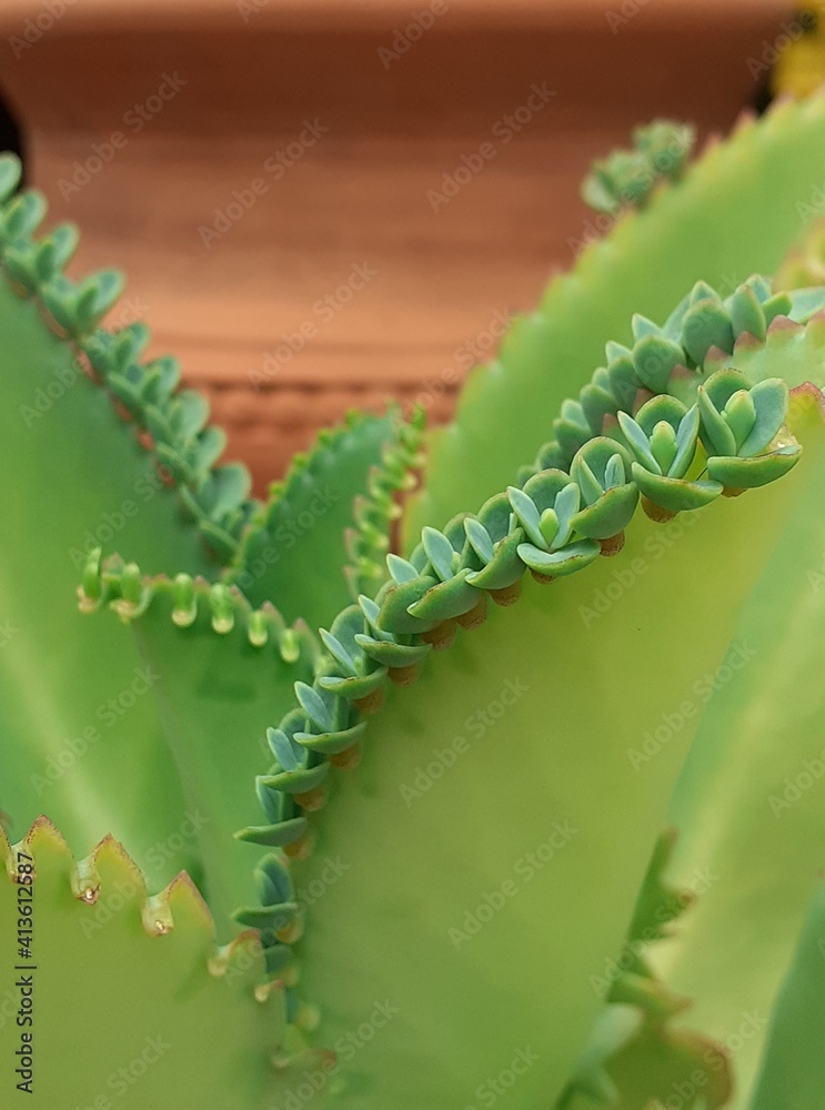 Naklejka premium Planta Kalanchoe. Enfoque selectivo. Macro.