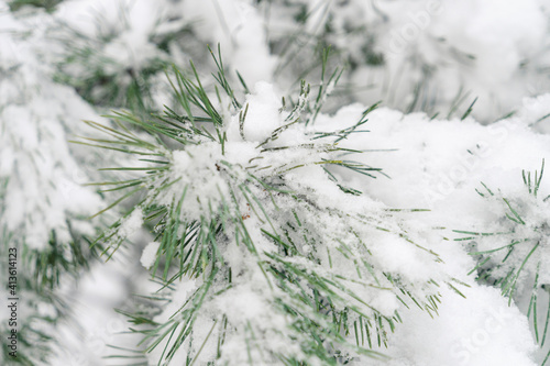 Winter background. Natural pine tree branches covered snow in forest. Cold day in winter season
