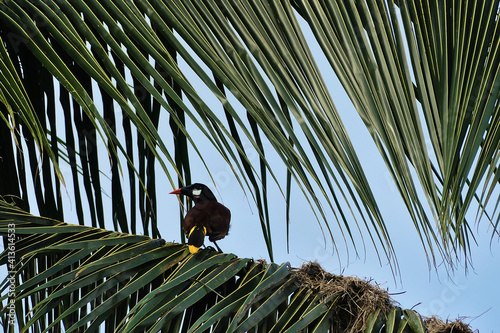 Montezuma oropendola (Psarocolius montezuma), beautiful brid from central america, perched on a palm tree. photo