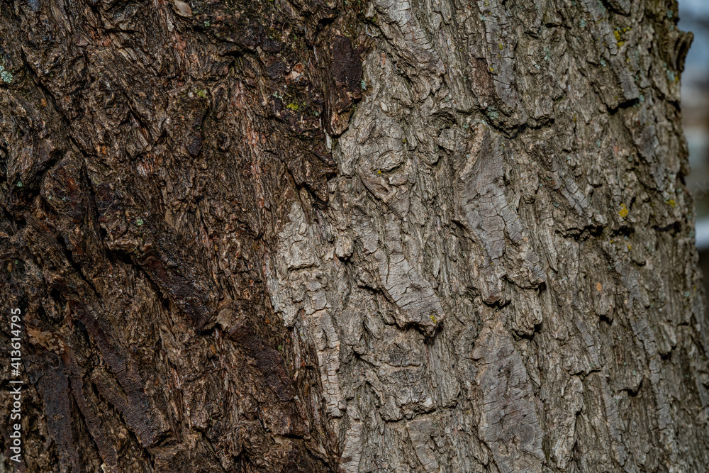 Texture of gray natural dry old bark tree. Close-up macro horizontal shot. High quality image. Texture of gray natural dry old bark tree. Close-up macro horizontal shot. High quality image.