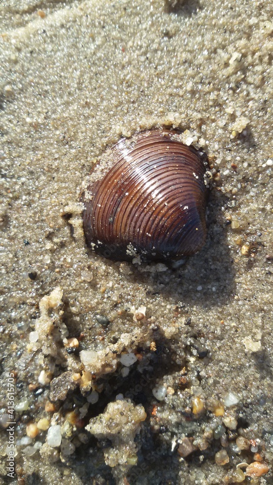 Muschel Muschel