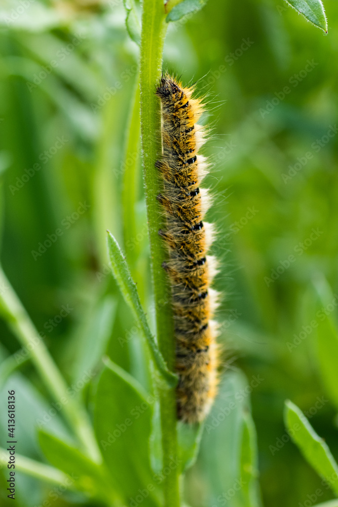 caterpillar on a branch