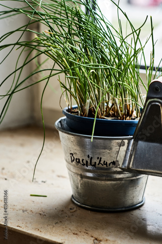 A flower pot ,with herbs on the windowsill