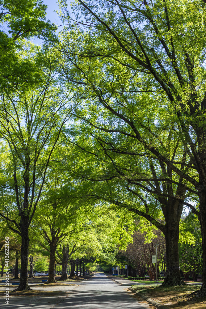 A beautiful spring park on a sunny day, large trees with young green leaves and an asphalt road. Milliken Park, Spartanburg, SC, USA