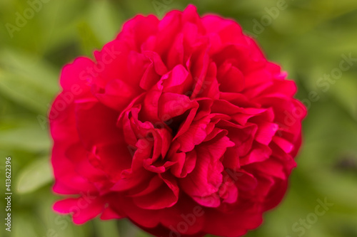 pink rose