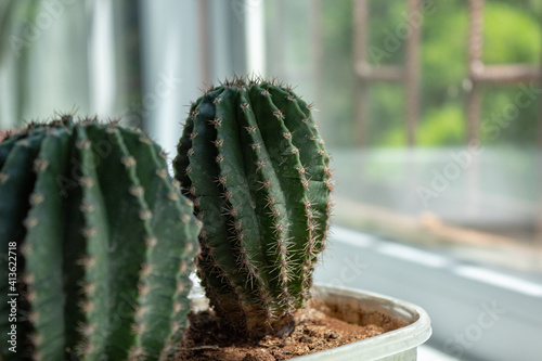 cactus on the windowsill