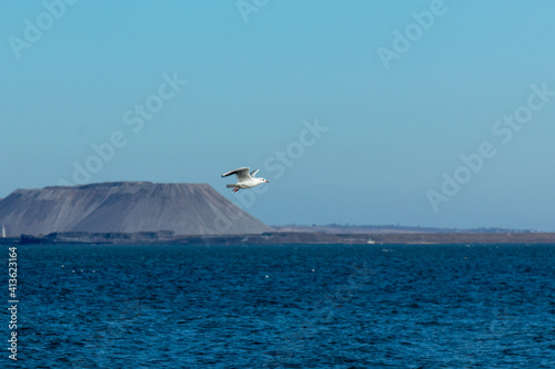 seagull over the sea
