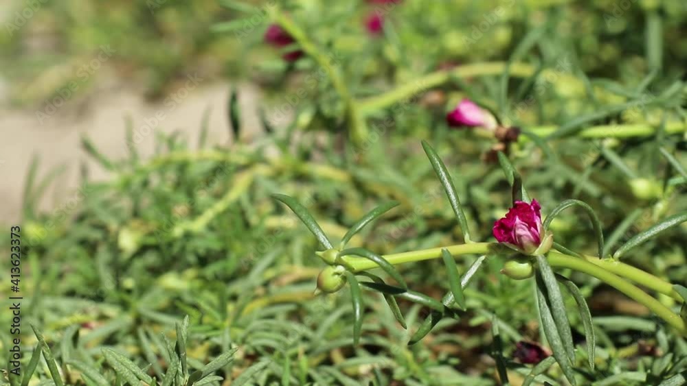 Young magenta flowers and green buds of Portulaca grandiflora, also called rose moss or moss-rose purslane, beautifully swaying in the gentle breeze. Young magenta flowers and green buds of Portulaca grandiflora, also called rose moss or moss-rose purslane, beautifully swaying in the gentle breeze.