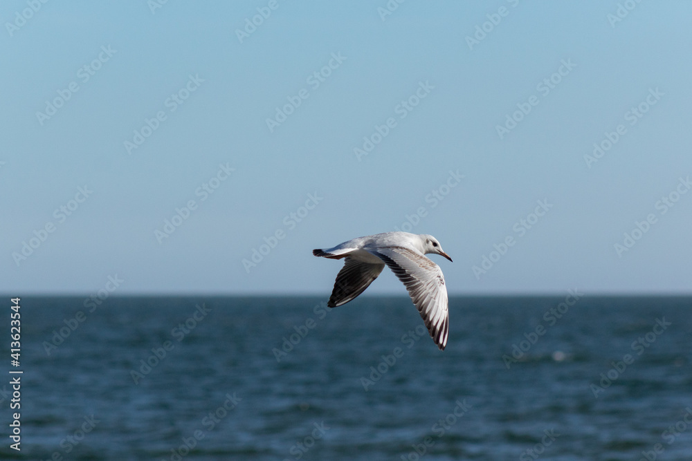 seagull over the sea seagull over the sea