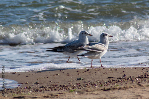 seagull on the beach