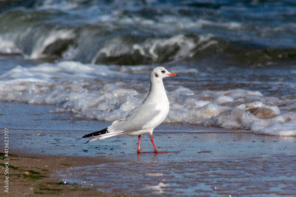 seagull on the beach seagull on the beach