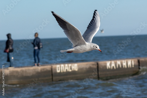 seagull over the pier