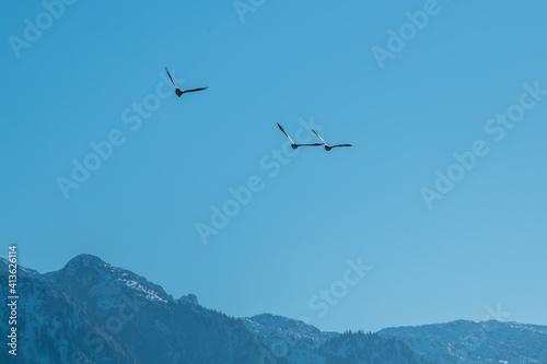 geese in flight © Georg Hummer