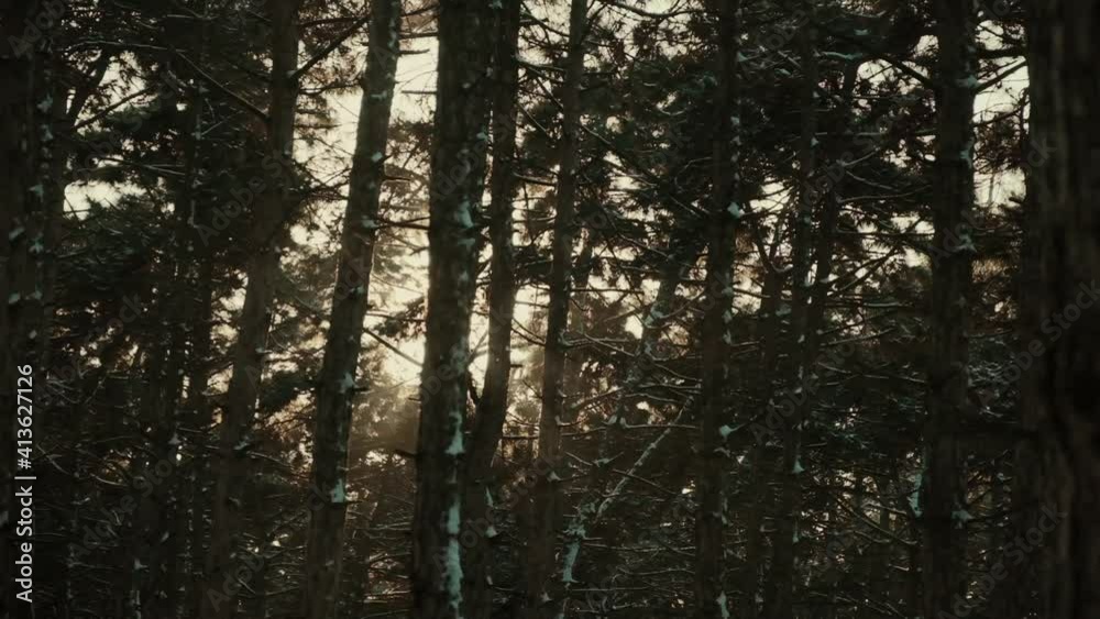 The sun's rays shine brightly through the branches of tall pines. Snowy winter view of a pine forest. The sun's rays shine brightly through the branches of tall pines. Snowy winter view of a pine forest.