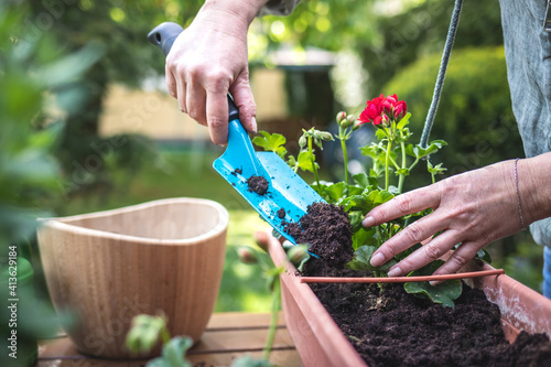 Fototapeta Naklejka Na Ścianę i Meble -  Planting pelargonium flowers into window box in garden. Woman with shovel is putting soil into flower pot. Gardening at spring
