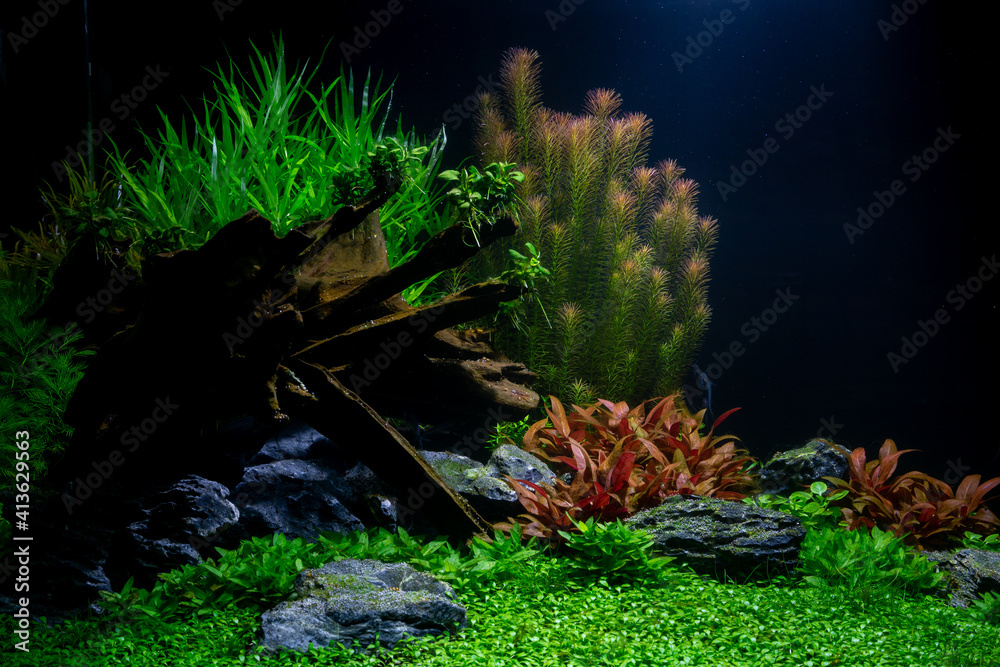 Obraz premium planted Tank Aquarium 