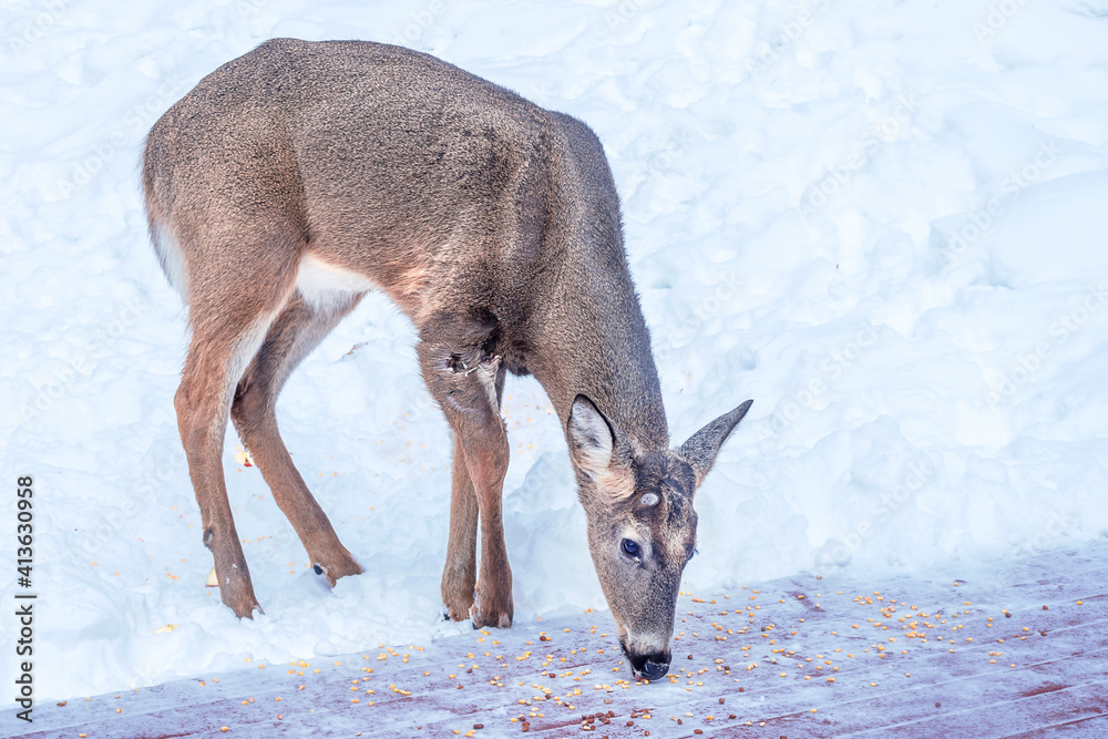 Obraz premium An young buck with injured front leg is asking for help